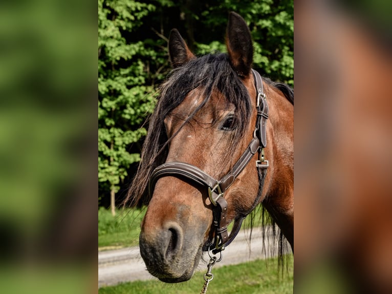 Cob Irlandese / Tinker / Gypsy Vanner Castrone 7 Anni 147 cm Baio ciliegia in Warsaw NY