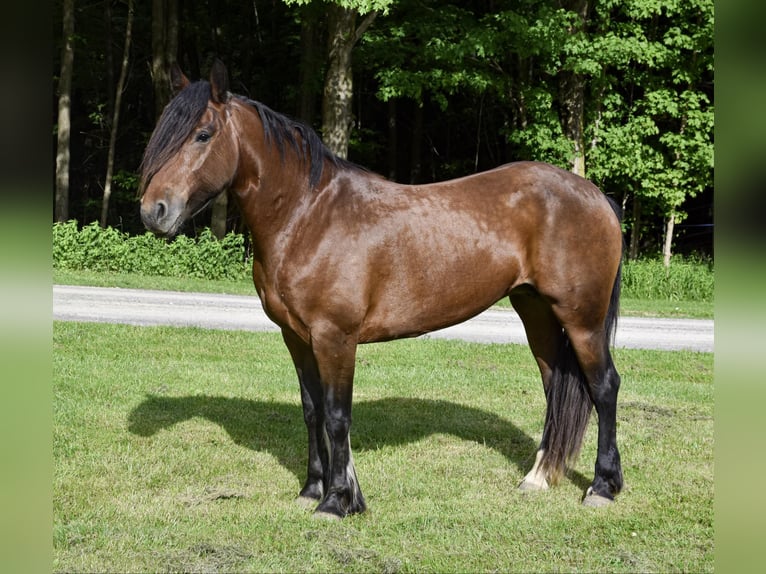 Cob Irlandese / Tinker / Gypsy Vanner Castrone 7 Anni 147 cm Baio ciliegia in Warsaw NY