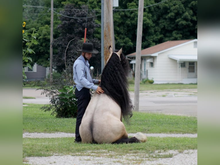 Cob Irlandese / Tinker / Gypsy Vanner Castrone 7 Anni 147 cm Pelle di daino in Plano