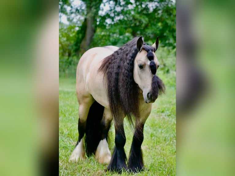 Cob Irlandese / Tinker / Gypsy Vanner Castrone 7 Anni 147 cm Pelle di daino in Plano