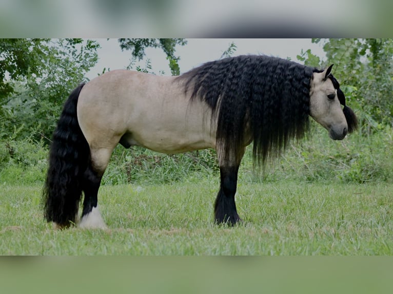 Cob Irlandese / Tinker / Gypsy Vanner Castrone 7 Anni 147 cm Pelle di daino in Plano