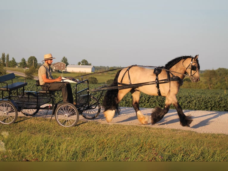 Cob Irlandese / Tinker / Gypsy Vanner Castrone 7 Anni 147 cm Pelle di daino in Plano