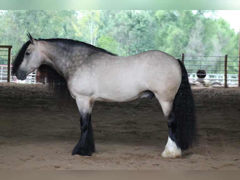 Cob Irlandese / Tinker / Gypsy Vanner Castrone 7 Anni 147 cm Pelle di daino in Plano