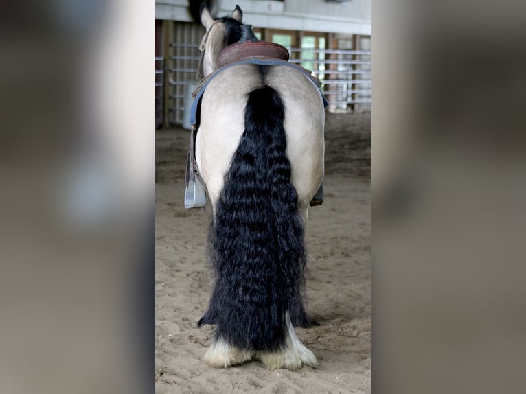 Cob Irlandese / Tinker / Gypsy Vanner Castrone 7 Anni 147 cm Pelle di daino in Plano