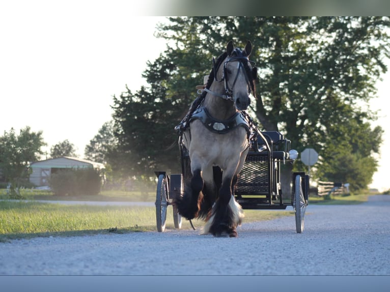 Cob Irlandese / Tinker / Gypsy Vanner Castrone 7 Anni 147 cm Pelle di daino in Plano