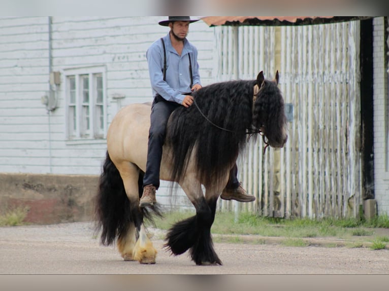 Cob Irlandese / Tinker / Gypsy Vanner Castrone 7 Anni 147 cm Pelle di daino in Plano