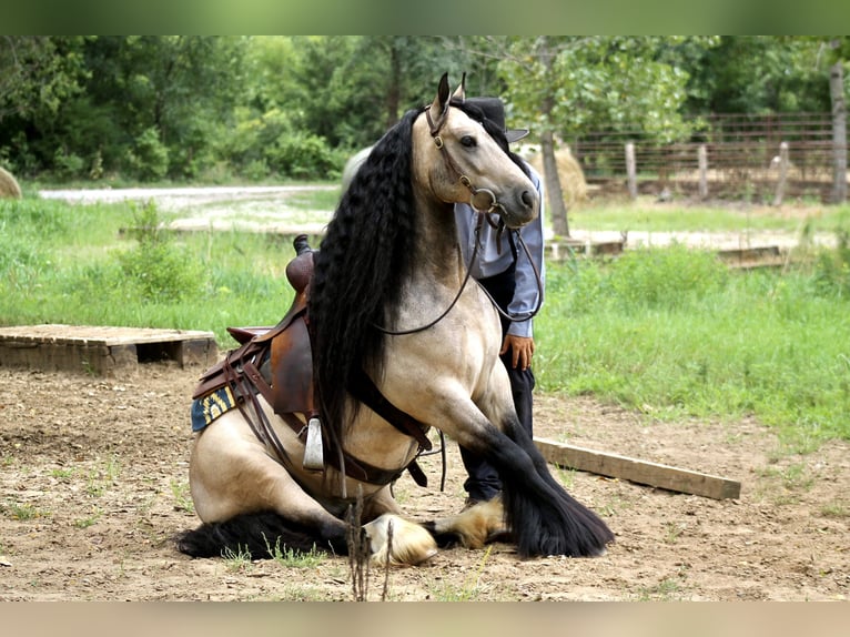 Cob Irlandese / Tinker / Gypsy Vanner Castrone 7 Anni 147 cm Pelle di daino in Plano