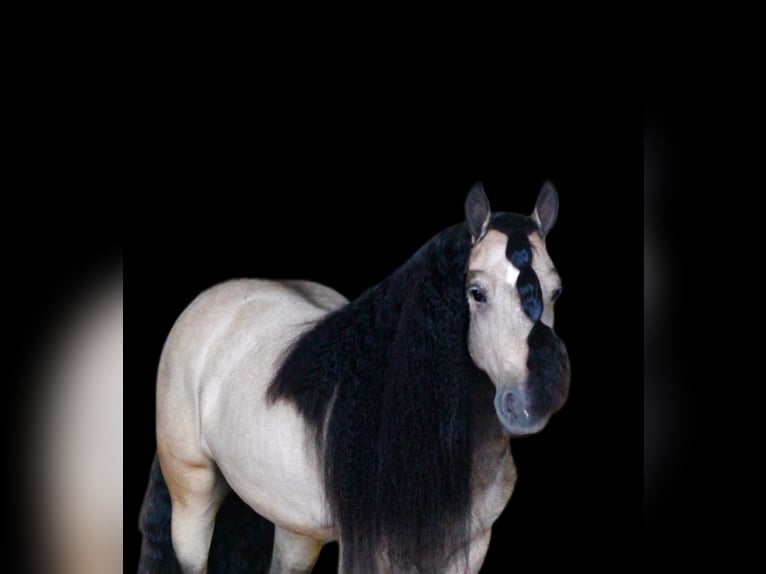 Cob Irlandese / Tinker / Gypsy Vanner Castrone 7 Anni 147 cm Pelle di daino in Plano