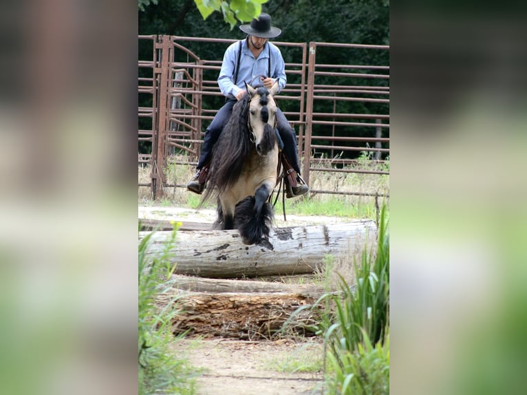 Cob Irlandese / Tinker / Gypsy Vanner Castrone 7 Anni 147 cm Pelle di daino in Plano