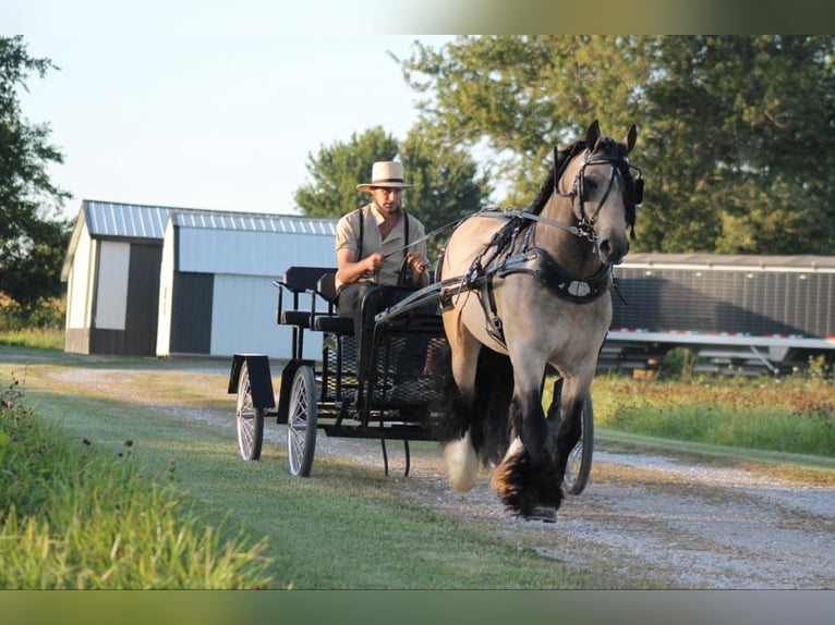 Cob Irlandese / Tinker / Gypsy Vanner Castrone 7 Anni 147 cm Pelle di daino in Plano