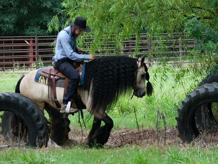 Cob Irlandese / Tinker / Gypsy Vanner Castrone 7 Anni 147 cm Pelle di daino in Plano