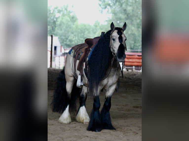 Cob Irlandese / Tinker / Gypsy Vanner Castrone 7 Anni 147 cm Pelle di daino in Plano