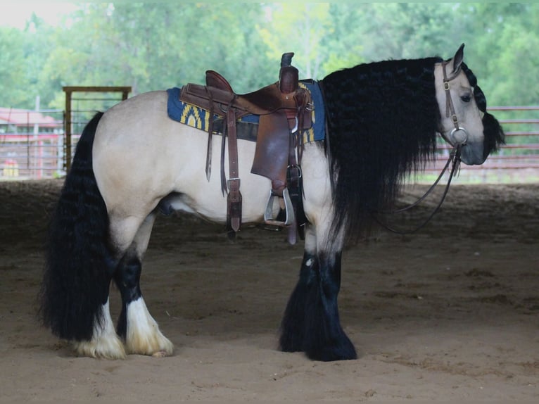 Cob Irlandese / Tinker / Gypsy Vanner Castrone 7 Anni 147 cm Pelle di daino in Plano