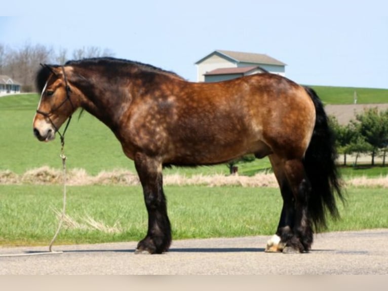Cob Irlandese / Tinker / Gypsy Vanner Castrone 7 Anni 147 cm Pelle di daino in Dundee OH