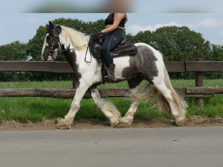 Cob Irlandese / Tinker / Gypsy Vanner Castrone 7 Anni 147 cm Pezzato in Lathen