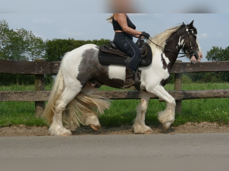 Cob Irlandese / Tinker / Gypsy Vanner Castrone 7 Anni 147 cm Pezzato in Lathen