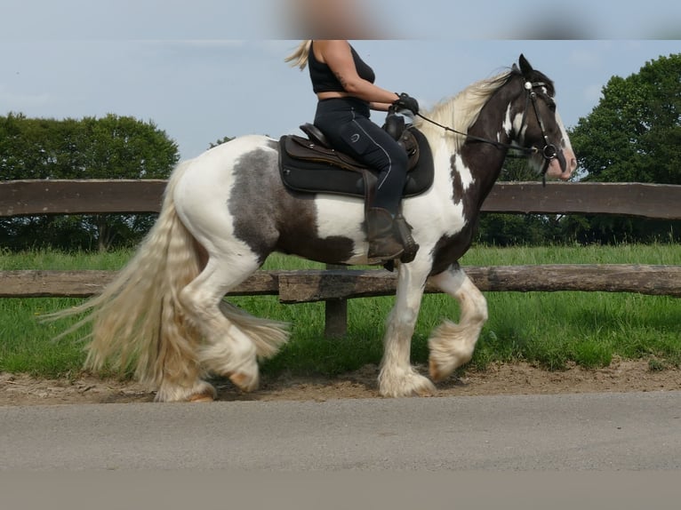 Cob Irlandese / Tinker / Gypsy Vanner Castrone 7 Anni 147 cm Pezzato in Lathen