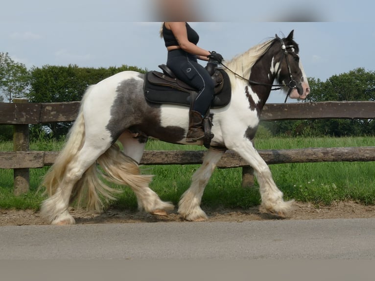 Cob Irlandese / Tinker / Gypsy Vanner Castrone 7 Anni 147 cm Pezzato in Lathen