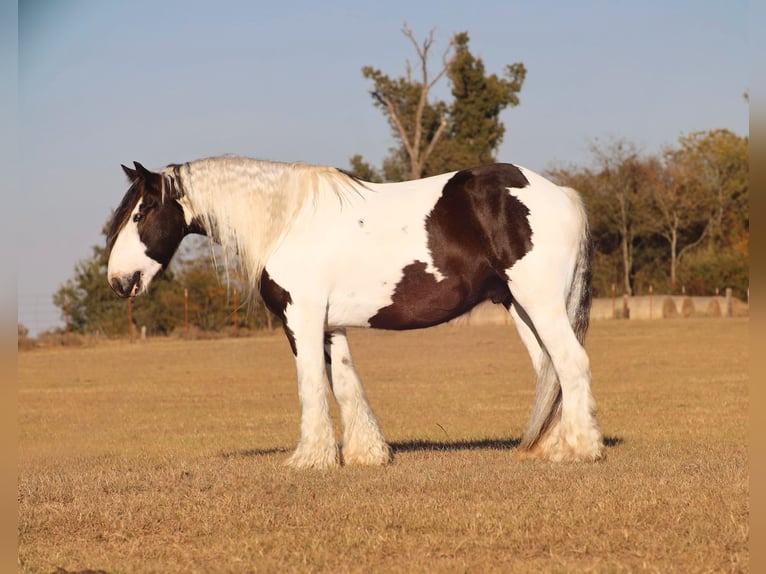 Cob Irlandese / Tinker / Gypsy Vanner Castrone 7 Anni 147 cm Pezzato in Grand Saline