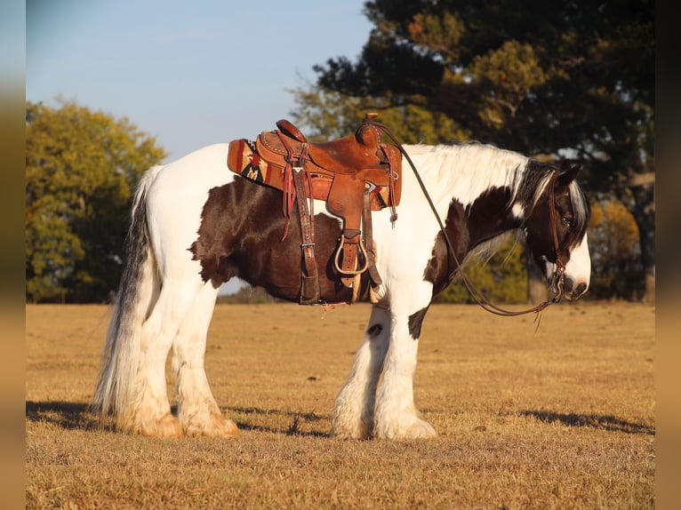 Cob Irlandese / Tinker / Gypsy Vanner Castrone 7 Anni 147 cm Pezzato in Grand Saline