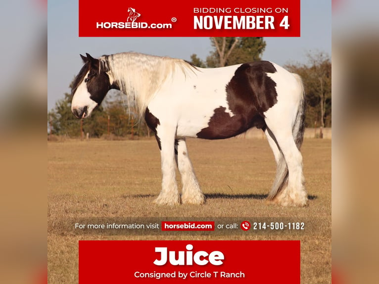 Cob Irlandese / Tinker / Gypsy Vanner Castrone 7 Anni 147 cm Pezzato in Grand Saline