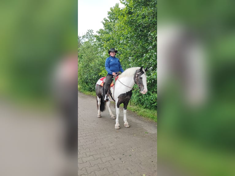 Cob Irlandese / Tinker / Gypsy Vanner Castrone 7 Anni 149 cm Pezzato in Lindern (Oldenburg)