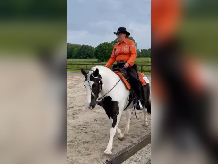 Cob Irlandese / Tinker / Gypsy Vanner Castrone 7 Anni 149 cm Pezzato in Lindern (Oldenburg)