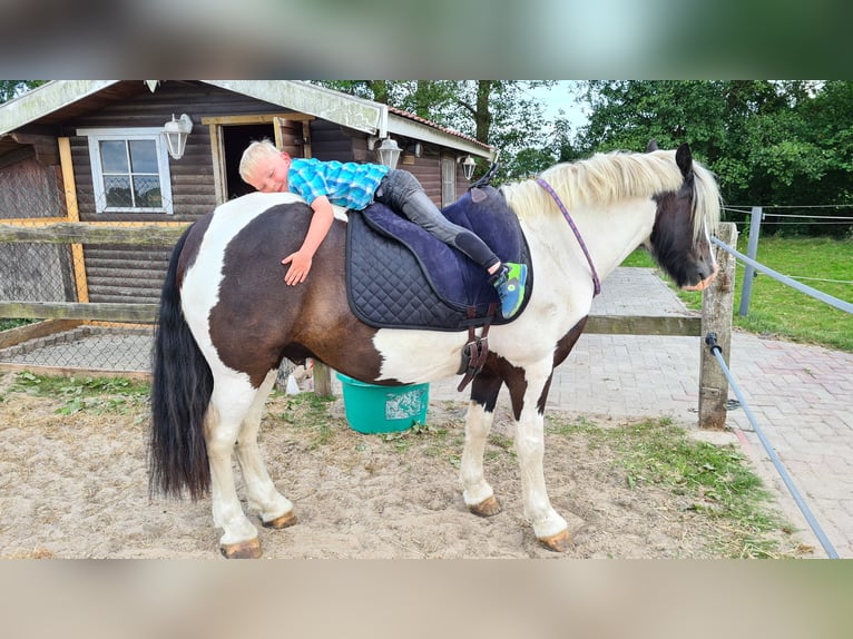 Cob Irlandese / Tinker / Gypsy Vanner Castrone 7 Anni 149 cm Pezzato in Lindern (Oldenburg)