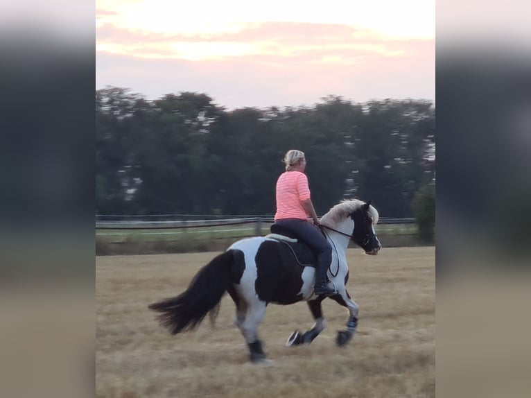 Cob Irlandese / Tinker / Gypsy Vanner Castrone 7 Anni 149 cm Pezzato in Lindern (Oldenburg)