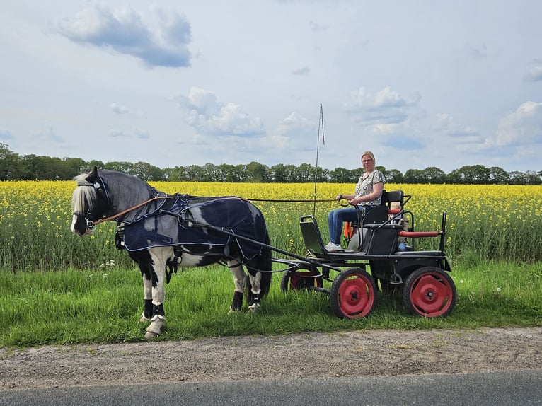 Cob Irlandese / Tinker / Gypsy Vanner Castrone 7 Anni 149 cm Pezzato in Lindern (Oldenburg)