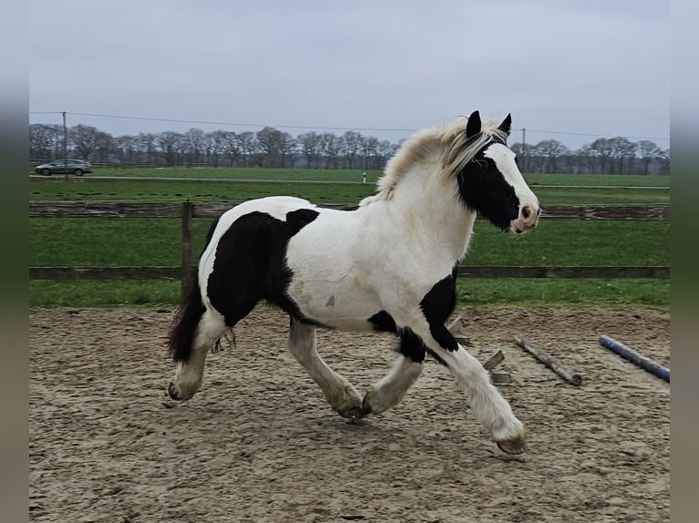 Cob Irlandese / Tinker / Gypsy Vanner Castrone 7 Anni 149 cm Pezzato in Lindern (Oldenburg)