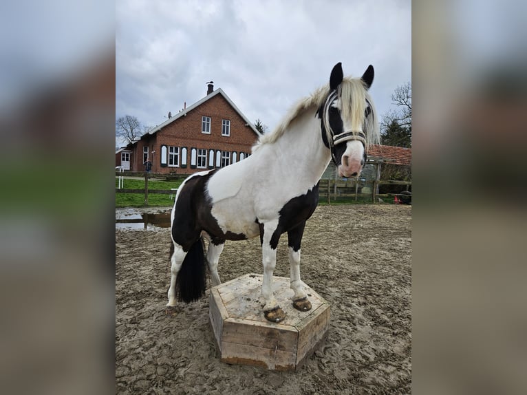 Cob Irlandese / Tinker / Gypsy Vanner Castrone 7 Anni 149 cm Pezzato in Lindern (Oldenburg)