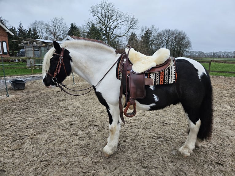 Cob Irlandese / Tinker / Gypsy Vanner Castrone 7 Anni 149 cm Pezzato in Lindern (Oldenburg)