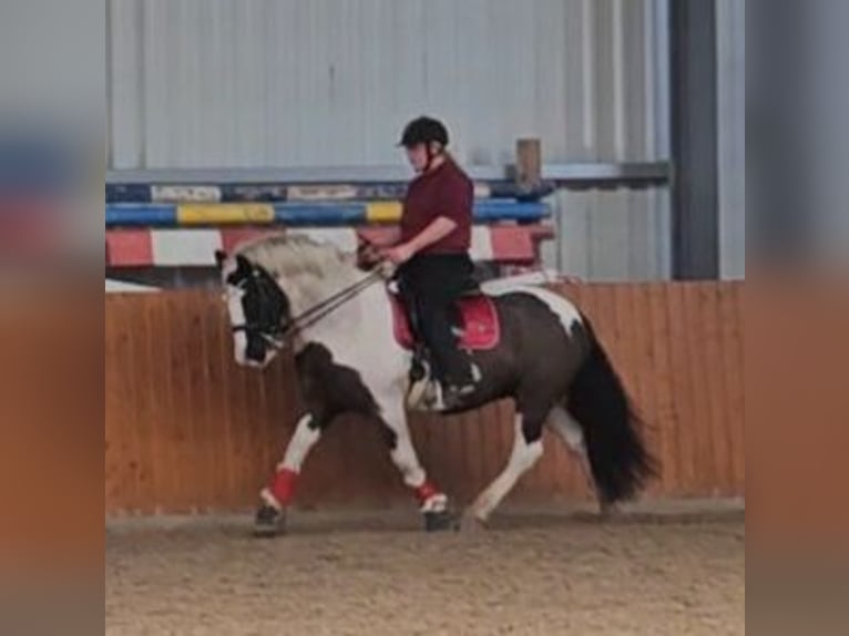 Cob Irlandese / Tinker / Gypsy Vanner Castrone 7 Anni 149 cm Pezzato in Lindern (Oldenburg)