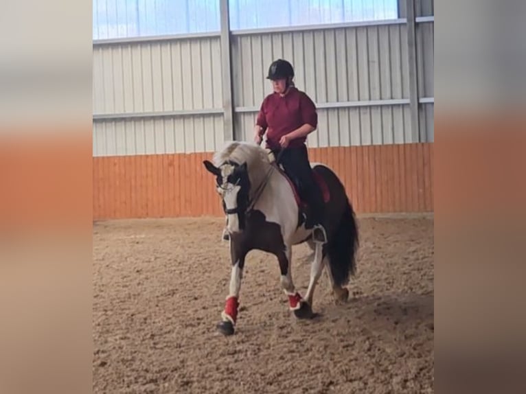 Cob Irlandese / Tinker / Gypsy Vanner Castrone 7 Anni 149 cm Pezzato in Lindern (Oldenburg)