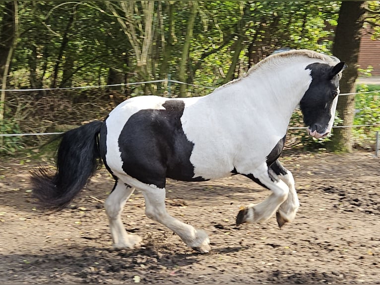 Cob Irlandese / Tinker / Gypsy Vanner Castrone 7 Anni 149 cm Pezzato in Lindern (Oldenburg)