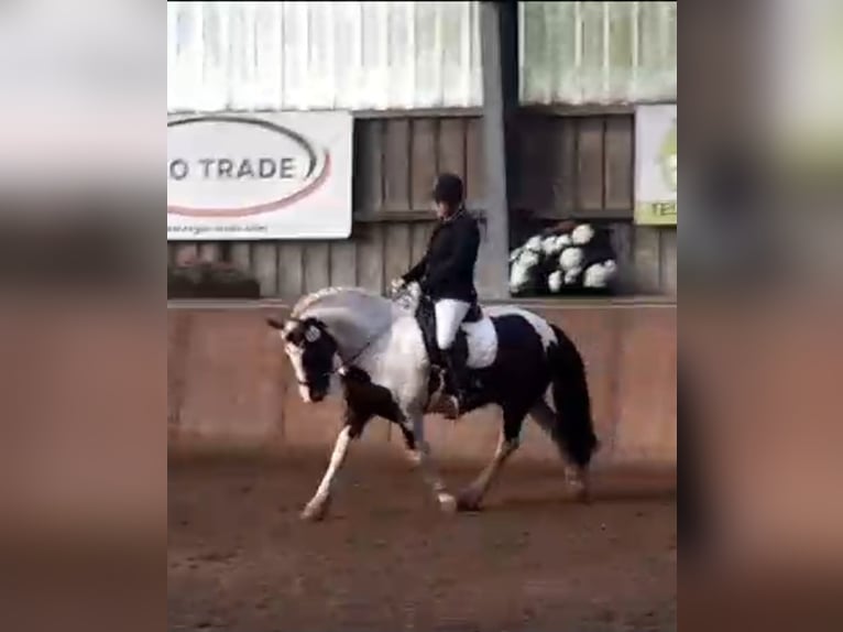 Cob Irlandese / Tinker / Gypsy Vanner Castrone 7 Anni 149 cm Pezzato in Lindern (Oldenburg)