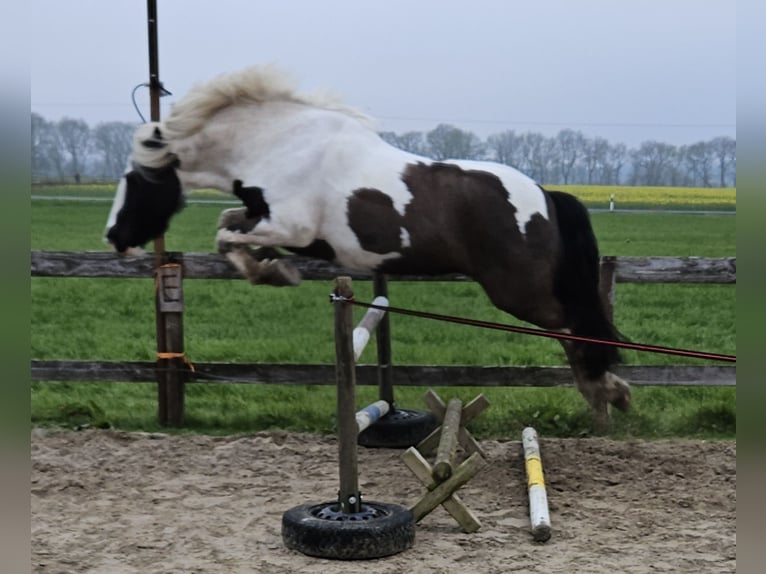 Cob Irlandese / Tinker / Gypsy Vanner Castrone 7 Anni 149 cm Pezzato in Lindern (Oldenburg)