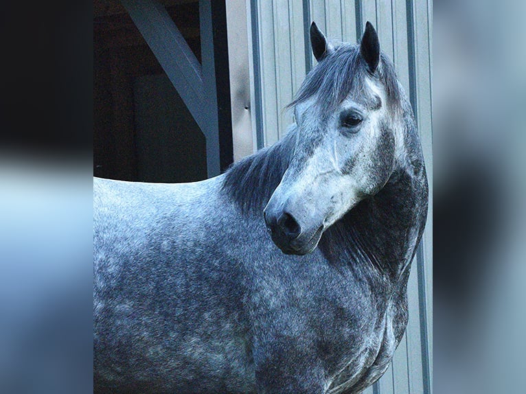 Cob Irlandese / Tinker / Gypsy Vanner Mix Castrone 7 Anni 150 cm Roano blu in Mulberry, IN