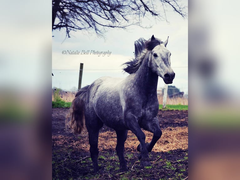 Cob Irlandese / Tinker / Gypsy Vanner Mix Castrone 7 Anni 150 cm Roano blu in Mulberry, IN