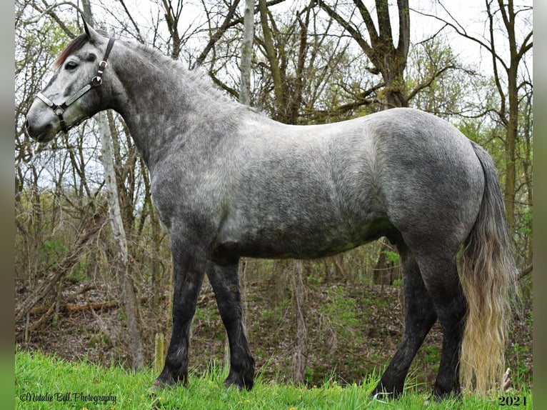 Cob Irlandese / Tinker / Gypsy Vanner Mix Castrone 7 Anni 150 cm Roano blu in Mulberry, IN