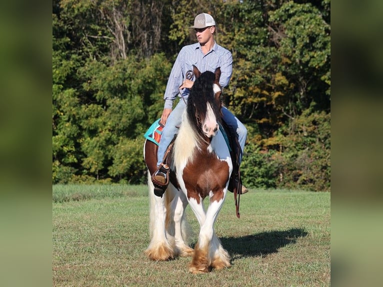 Cob Irlandese / Tinker / Gypsy Vanner Castrone 7 Anni 152 cm Baio ciliegia in Mount Vernon