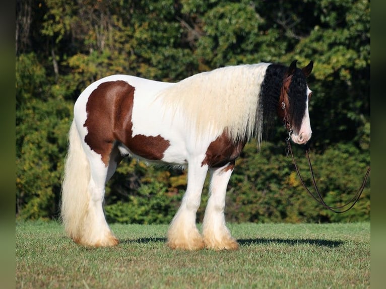 Cob Irlandese / Tinker / Gypsy Vanner Castrone 7 Anni 152 cm Baio ciliegia in Mount Vernon