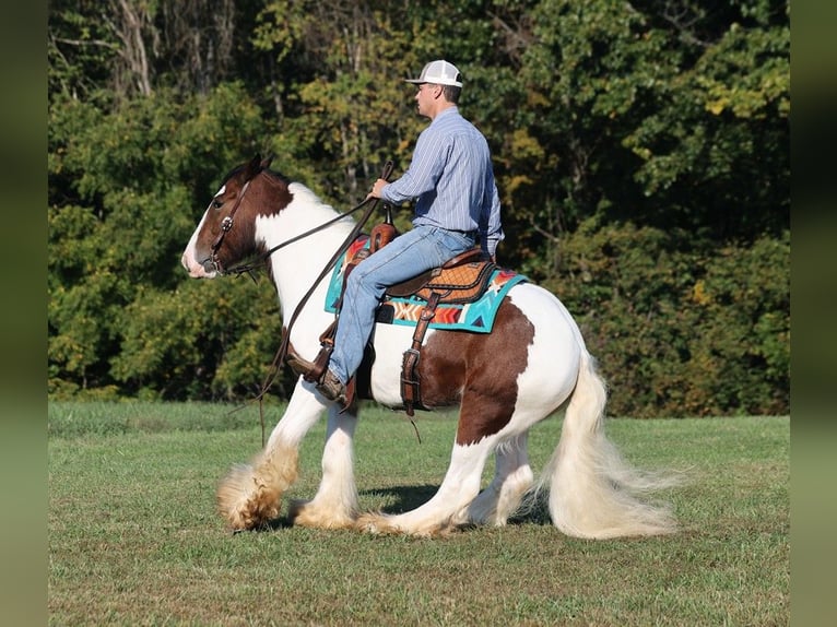 Cob Irlandese / Tinker / Gypsy Vanner Castrone 7 Anni 152 cm Baio ciliegia in Mount Vernon