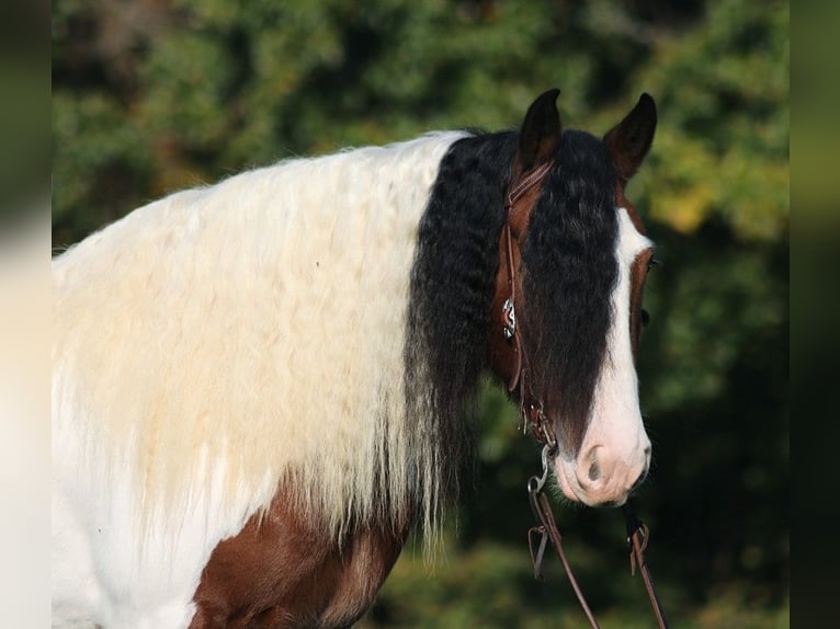 Cob Irlandese / Tinker / Gypsy Vanner Castrone 7 Anni 152 cm Baio ciliegia in Mount Vernon