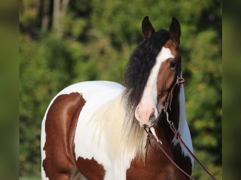 Cob Irlandese / Tinker / Gypsy Vanner Castrone 7 Anni 152 cm Baio ciliegia in Mount Vernon