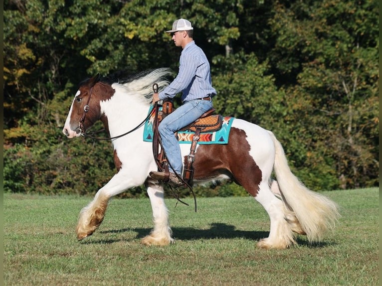 Cob Irlandese / Tinker / Gypsy Vanner Castrone 7 Anni 152 cm Baio ciliegia in Mount Vernon