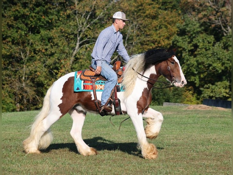 Cob Irlandese / Tinker / Gypsy Vanner Castrone 7 Anni 152 cm Baio ciliegia in Mount Vernon