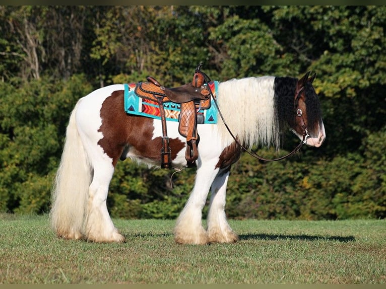 Cob Irlandese / Tinker / Gypsy Vanner Castrone 7 Anni 152 cm Baio ciliegia in Mount Vernon