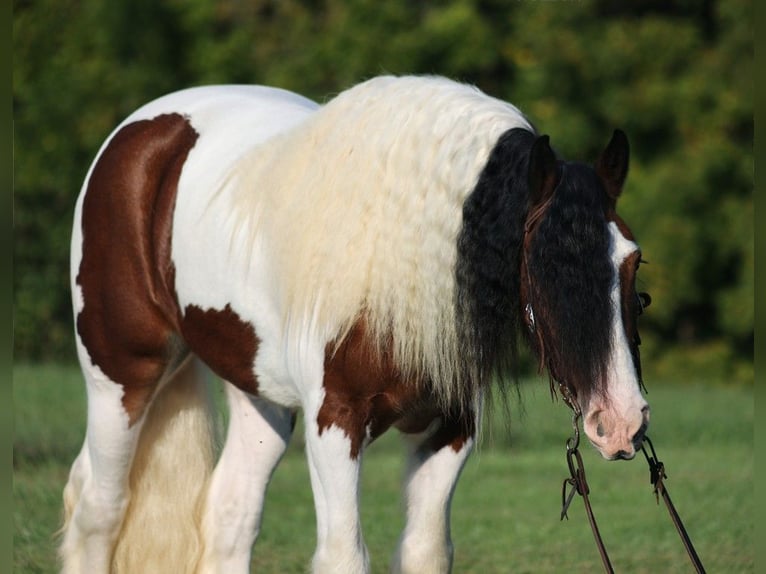 Cob Irlandese / Tinker / Gypsy Vanner Castrone 7 Anni 152 cm Baio ciliegia in Mount Vernon